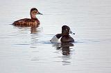 Ring-necked Ducks_24695